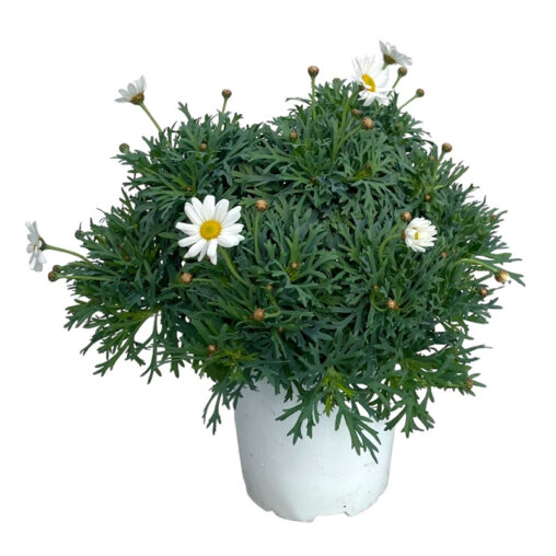 Struikmargriet wit in kweekpot